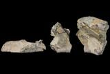 Unprepared Fossil Triceratops Rib Section - North Dakota #120222-1